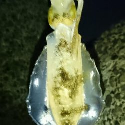 初アオリイカ釣行