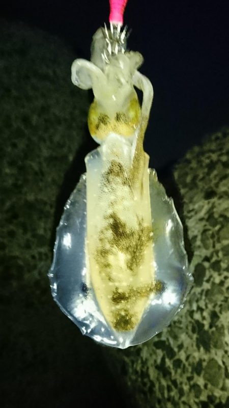 初アオリイカ釣行