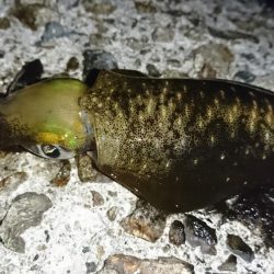 まだ少し小さいかな？