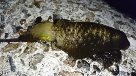 まだ少し小さいかな？