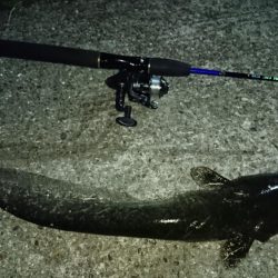 稲美町・ナマズ釣行！