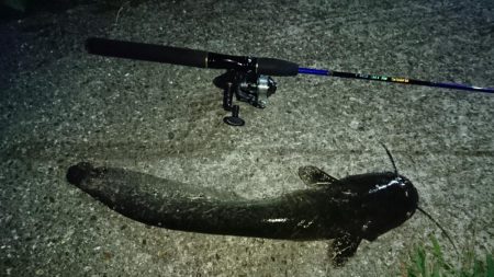 稲美町・ナマズ釣行！