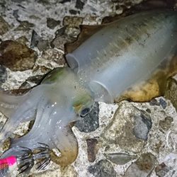 アオリサイズアップ!