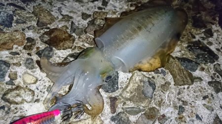 アオリサイズアップ!