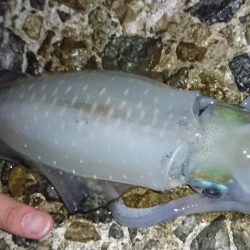 アオリイカ新子シーズン収束へ