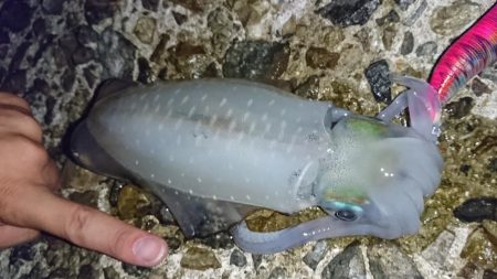 アオリイカ新子シーズン収束へ