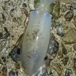 雨降る中のアオリイカ