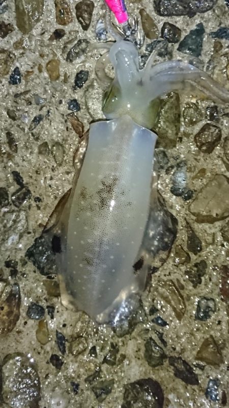 雨降る中のアオリイカ