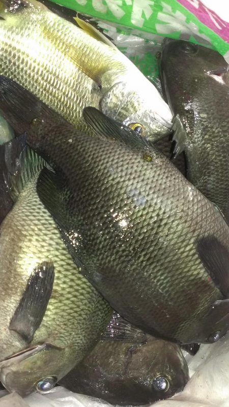 木っ葉グレばかり