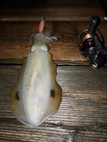 潮が動かず数が伸びない