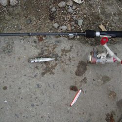 ｻｰﾍﾞﾘﾝｸﾞ