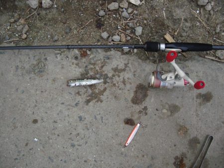 ｻｰﾍﾞﾘﾝｸﾞ