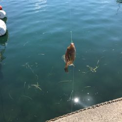 今季初カワハギ