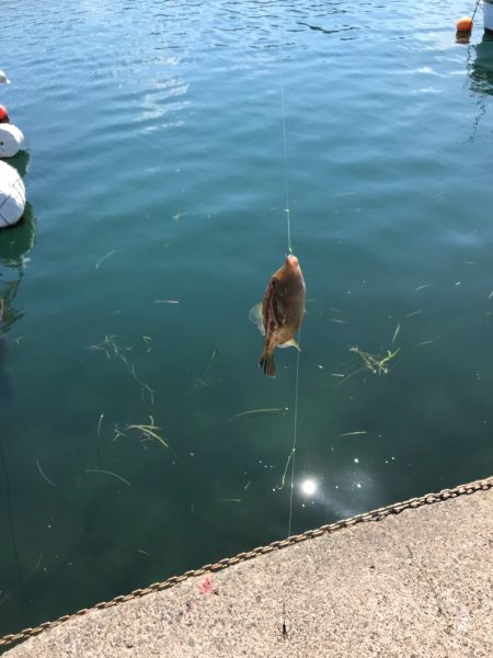 今季初カワハギ