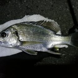 南港ヘチ釣行 (9/1 9月入りの南港ヘチ キビレチヌ、ガシラ 釣果有り)