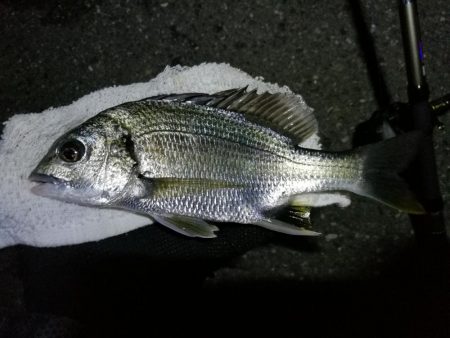 南港ヘチ釣行 (9/1 9月入りの南港ヘチ キビレチヌ、ガシラ 釣果有り)