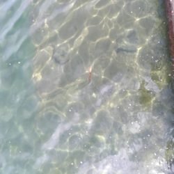 退勤フィッシング1時間　アオリイカ4杯