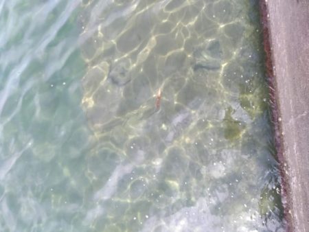 退勤フィッシング1時間　アオリイカ4杯