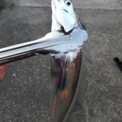 タチウオ探しに