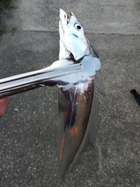 タチウオ探しに