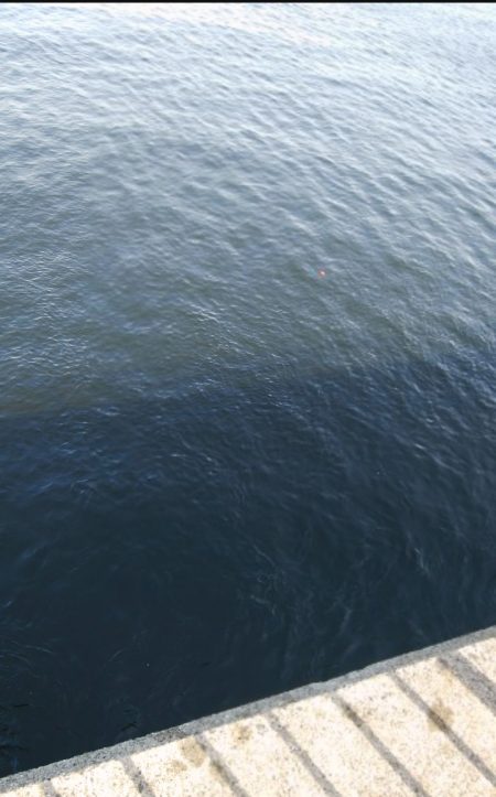 仕事前にタチウオ調査&ショアジギ