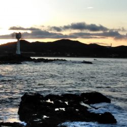 グレ釣れてます・・・