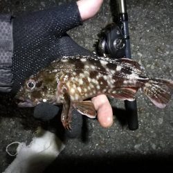 南港ヘチ釣行 (9/7 南港ヘチ釣り 黒メバル、ガシラ 釣果有り)