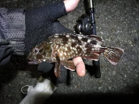 南港ヘチ釣行 (9/7 南港ヘチ釣り 黒メバル、ガシラ 釣果有り)