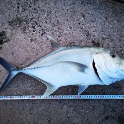 西表島、湾内でロウニンアジ