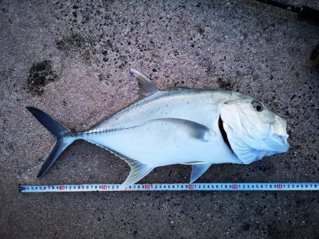 西表島、湾内でロウニンアジ