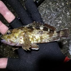 南港ヘチ釣行 (9/13 悪天候になった南港ヘチ釣り キビレチヌ37cm、ガシラ 釣果有り)