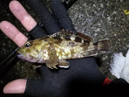南港ヘチ釣行 (9/13 悪天候になった南港ヘチ釣り キビレチヌ37cm、ガシラ 釣果有り)