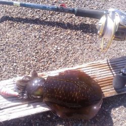 エギング　サーフで良型混じり