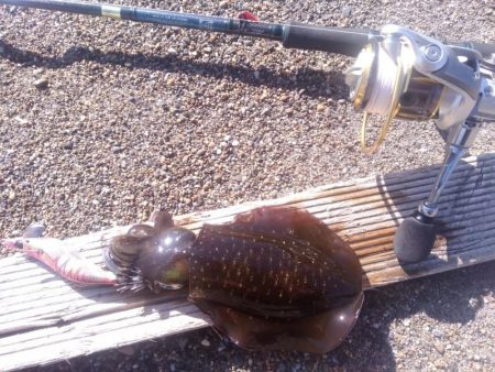 エギング　サーフで良型混じり