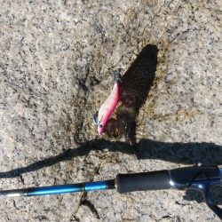 宮津アオリイカ