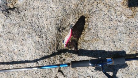 宮津アオリイカ