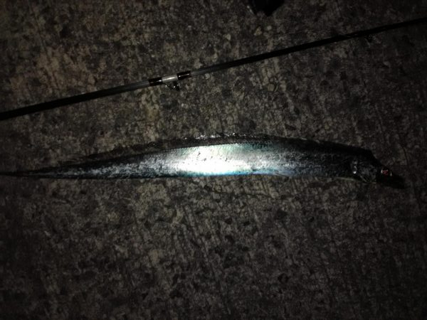 ショアタチシーズン到来