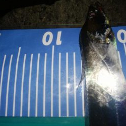 ワインドとアジング