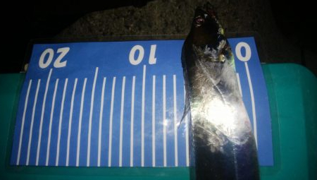 ワインドとアジング