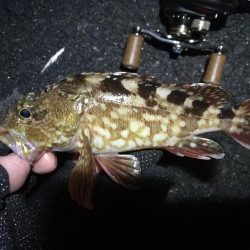 南港ヘチ釣行 (9/15 秋風の南港ヘチ釣り 真チヌ、ガシラ 釣果有り)