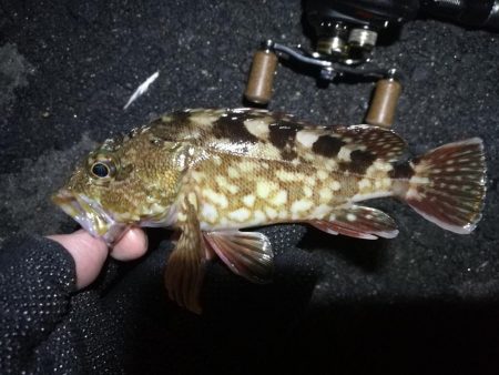 南港ヘチ釣行 (9/15 秋風の南港ヘチ釣り 真チヌ、ガシラ 釣果有り)