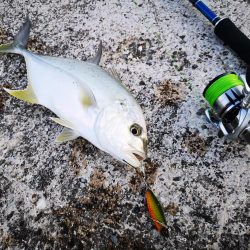 ジャックアイグロッキーでロウニンアジ