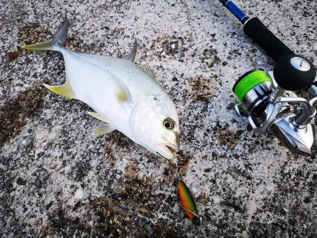 ジャックアイグロッキーでロウニンアジ