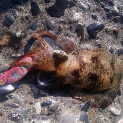 アオリイカ　つ抜け