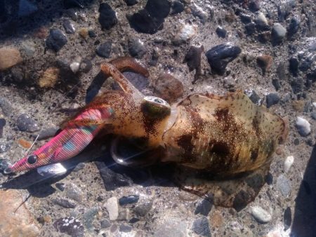 アオリイカ　つ抜け