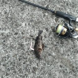 武庫川一文字でガシラ釣り