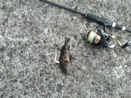 武庫川一文字でガシラ釣り