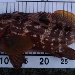 自作ルアーでキジハタ