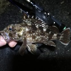 南港ヘチ釣行 （9/17 敬老の日の深夜の南港ヘチ釣り 真チヌ、ガシラ、メジナ 釣果有り）