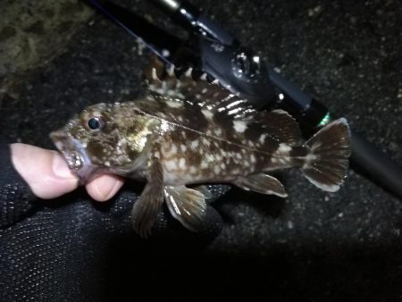 南港ヘチ釣行 （9/17 敬老の日の深夜の南港ヘチ釣り 真チヌ、ガシラ、メジナ 釣果有り）